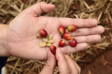 taze kahve çekirdeği 