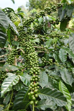 Yeşil kahve çekirdekleri 