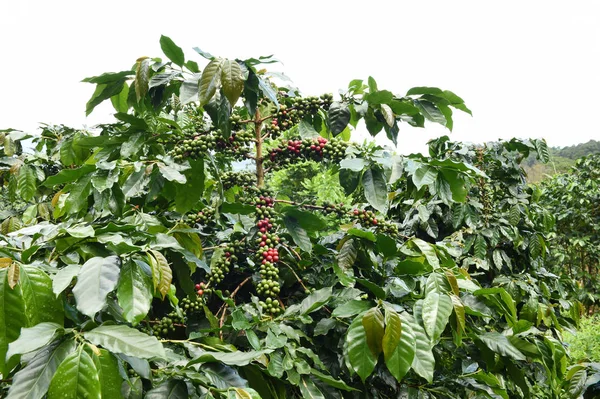 Kahve çekirdekleri olgunlaşma 