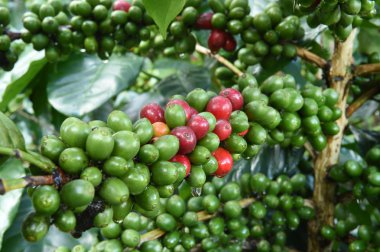 Kahve çekirdekleri olgunlaşma