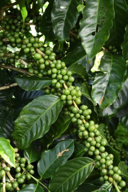 Yeşil kahve çekirdekleri 