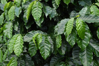 Kahve çekirdekleri olgunlaşma