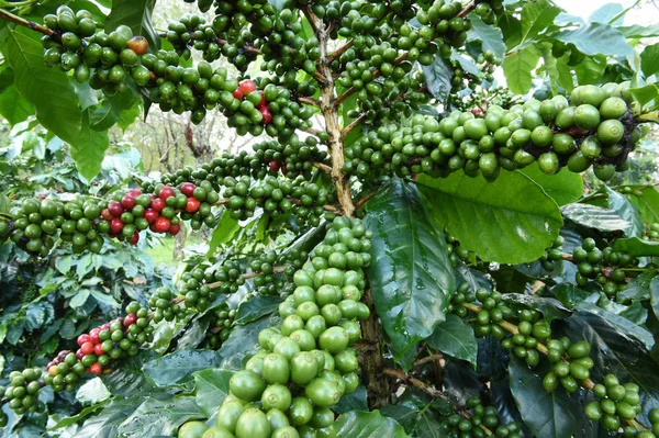 Granos de café maduración — Foto de Stock