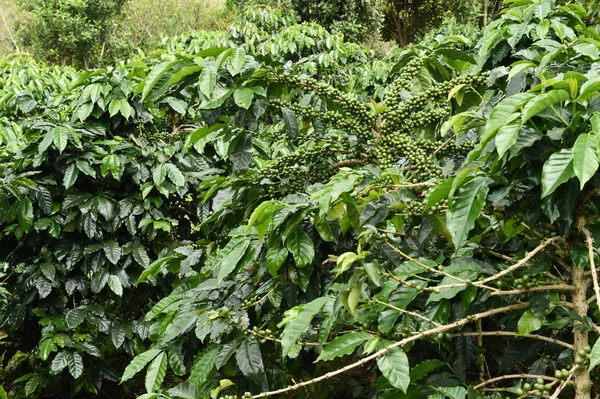 Yeşil kahve çekirdekleri — Stok fotoğraf