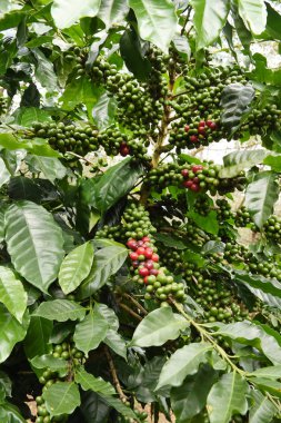 Kahve çekirdekleri olgunlaşma 