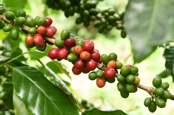 Granos de café maduración —  Fotos de Stock