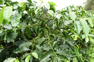 Yeşil kahve çekirdekleri 