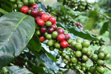 Kahve çekirdekleri olgunlaşma 