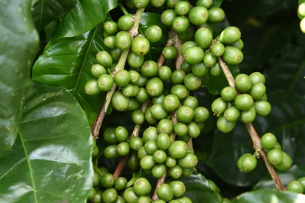Granos de café verdes —  Fotos de Stock