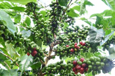 Kahve çekirdekleri olgunlaşma