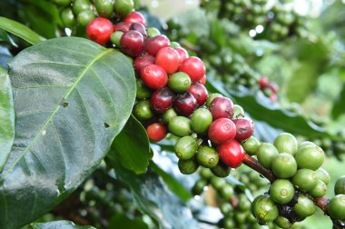 Kahve çekirdekleri olgunlaşma