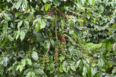 Kahve çekirdekleri olgunlaşma 