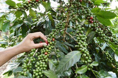 Kahve çekirdekleri olgunlaşma 