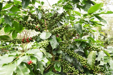 Kahve çekirdekleri olgunlaşma 