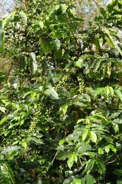 Kahve çekirdekleri olgunlaşma 