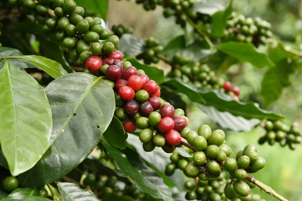 Kahve çekirdekleri olgunlaşma 