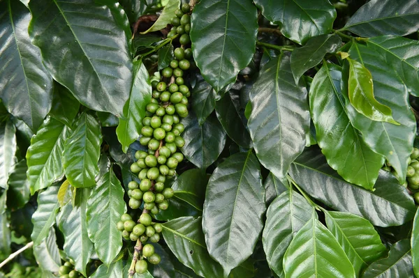 Green coffee beans — Stock Photo, Image