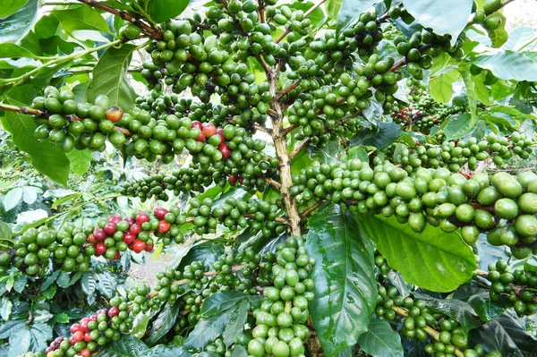 Granos de café maduración —  Fotos de Stock