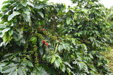 Kahve çekirdekleri olgunlaşma 