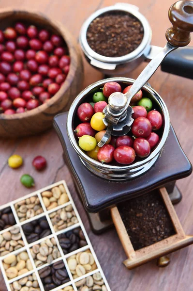 Tutup dari biji kopi pematangan — Stok Foto