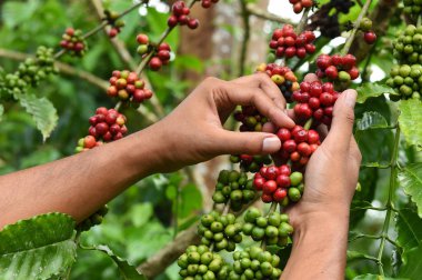 Kahve çekirdekleri olgunlaşma 