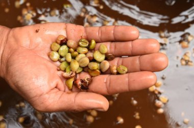 taze kahve çekirdeği 