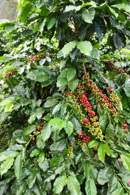 Kahve çekirdekleri olgunlaşma 