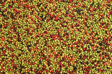 taze kahve çekirdeği 