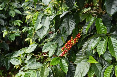 Kahve çekirdekleri olgunlaşma 