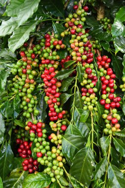 Kahve çekirdekleri olgunlaşma 