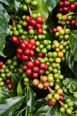 Kahve çekirdekleri olgunlaşma 