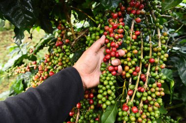 Kahve çekirdekleri olgunlaşma 