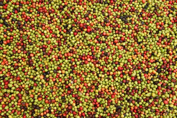 taze kahve çekirdeği 