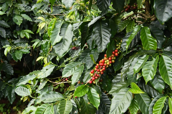 Kahve çekirdekleri olgunlaşma 