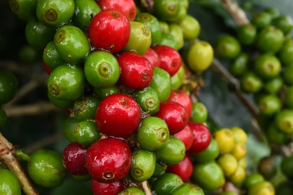 Koffiebonen rijping — Stockfoto