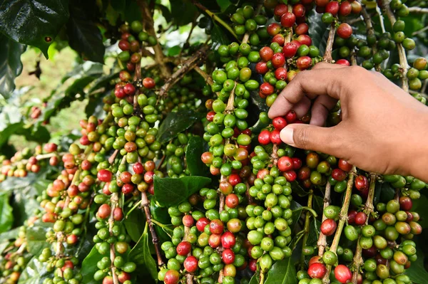 Kahve çekirdekleri olgunlaşma 