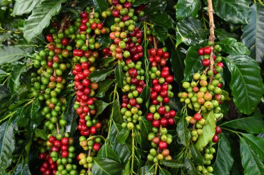 Kahve çekirdekleri olgunlaşma 