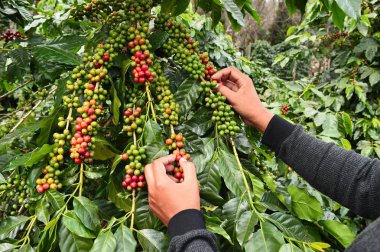 Kahve çekirdekleri olgunlaşma 