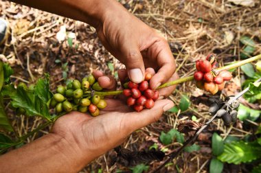 Kahve çekirdekleri olgunlaşma 