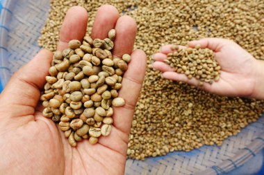 taze kahve çekirdeği