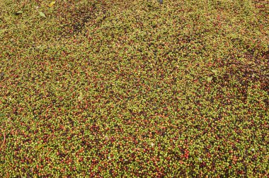 taze kahve çekirdeği