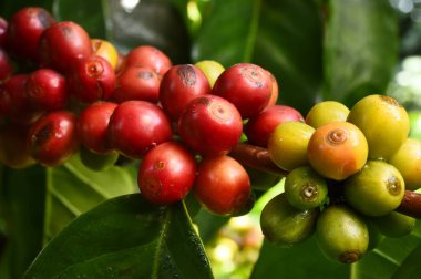 Kahve çekirdekleri olgunlaşma