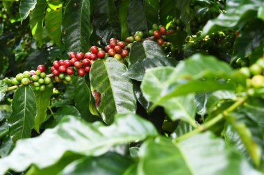 Kahve çekirdekleri olgunlaşma