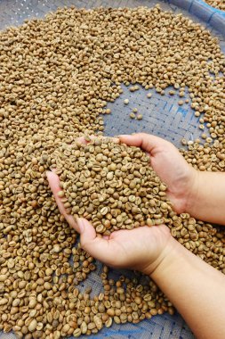 taze kahve çekirdeği 