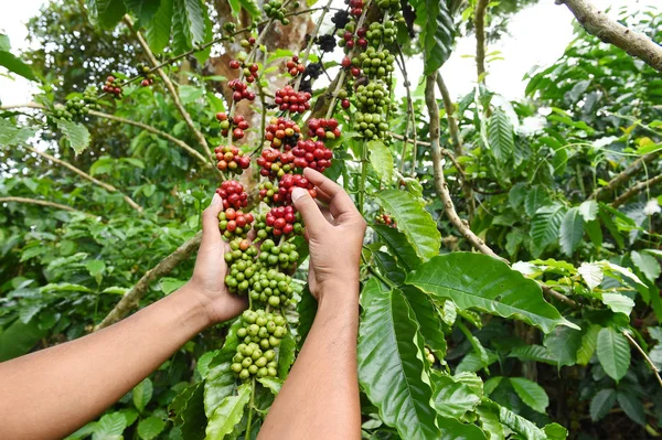 Kahve çekirdekleri olgunlaşma