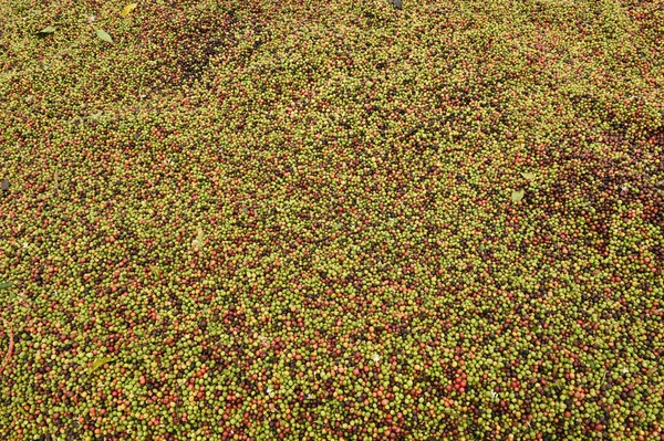 taze kahve çekirdeği