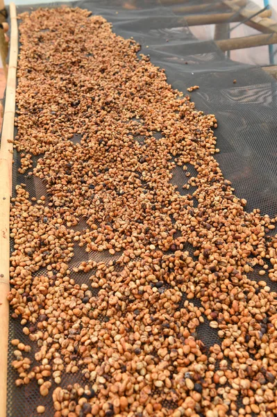 Kahve çekirdeklerini yakın. 