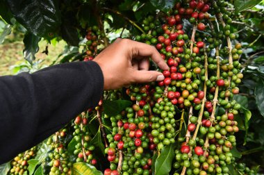 Kahve çekirdekleri olgunlaşma 