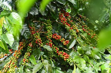 Kahve çekirdekleri olgunlaşma 