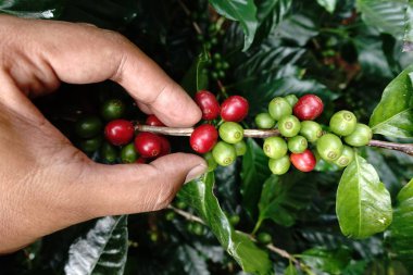 Kahve çekirdekleri olgunlaşma 